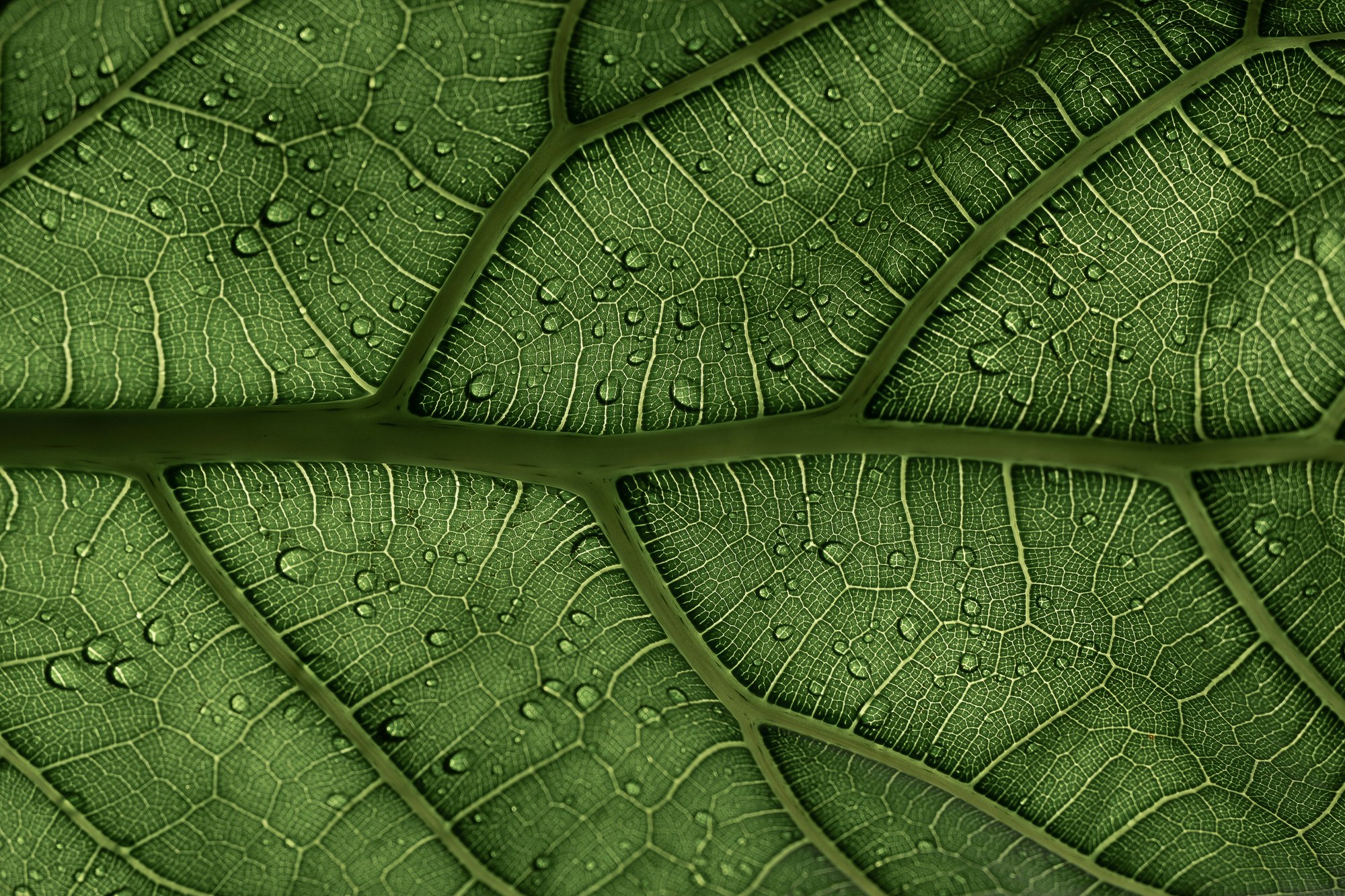 clay-banks-mYBMP8pW4uQ-unsplash clay-banks-mYBMP8pW4uQ-unsplash
